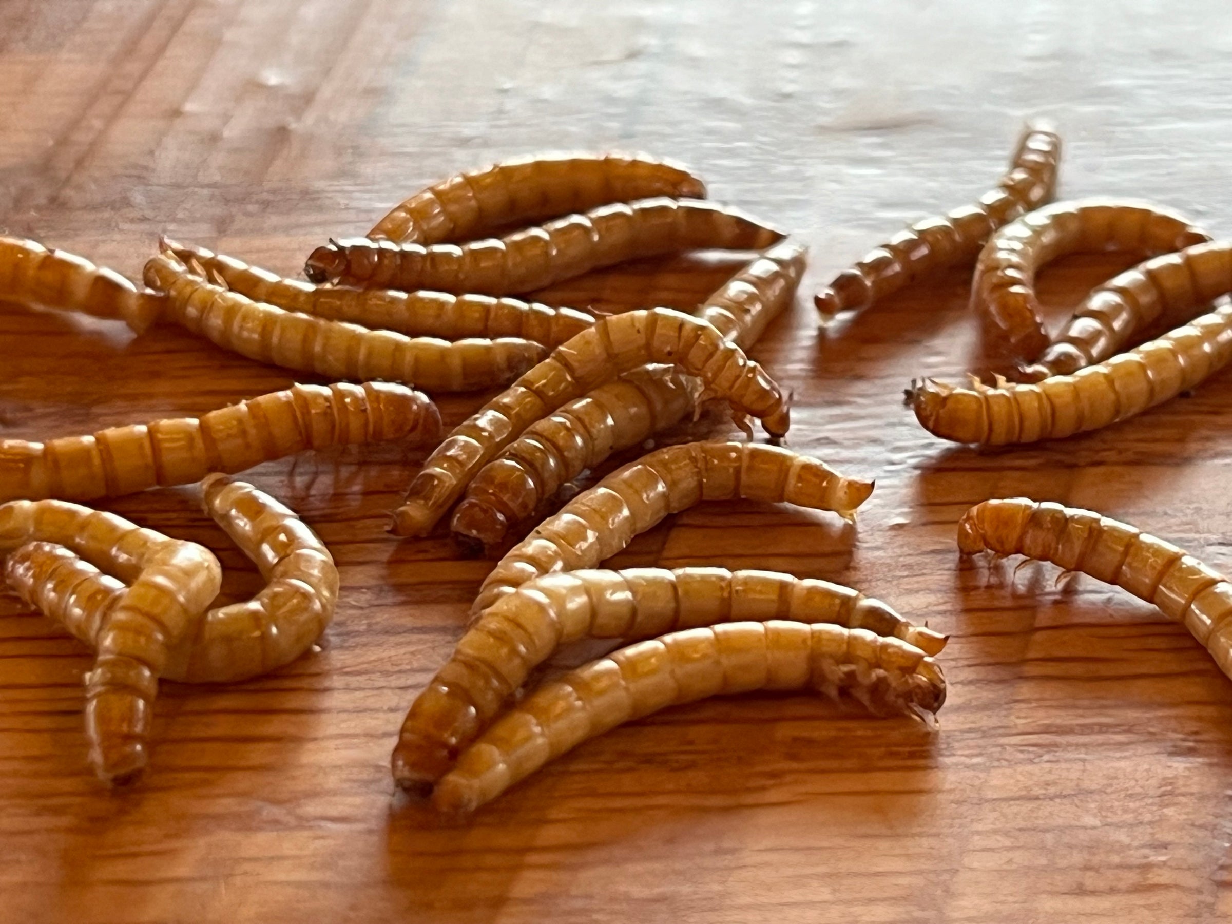 AOE MEALWORMS